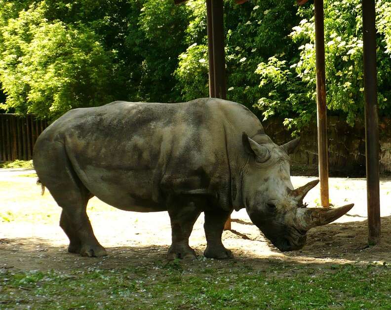 There Are Now Only 4 Of These Rhinos Left On Earth - The Dodo