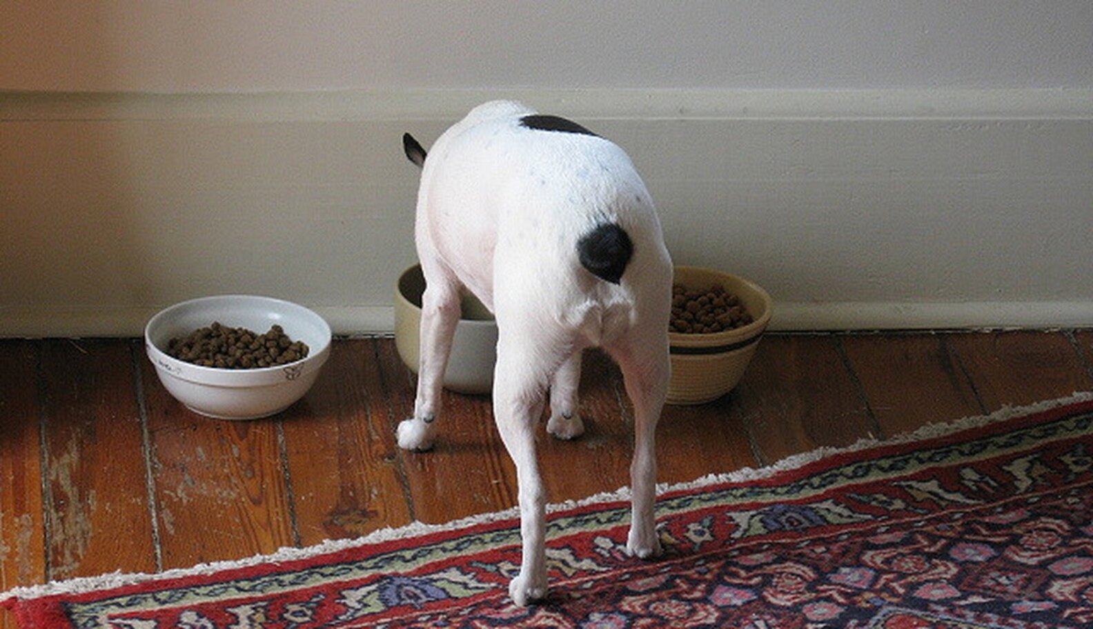 Lawsuit Alleges Purina Dog Food Is Killing Pets The Dodo