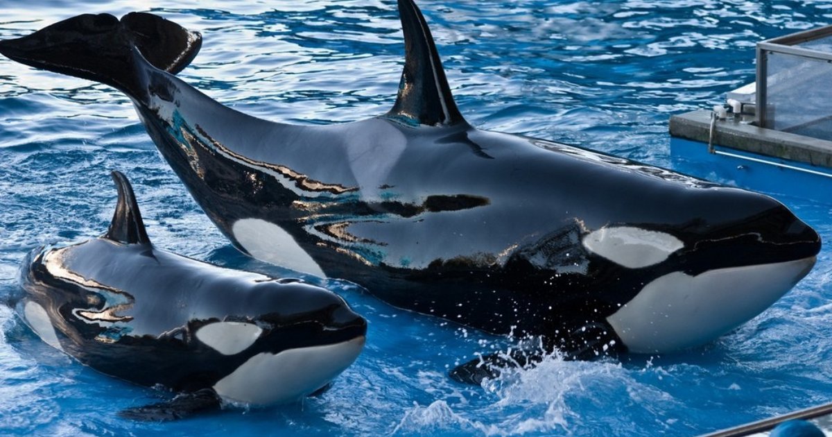 whales life on entertainment parks essay whales life on entertainment parks essay