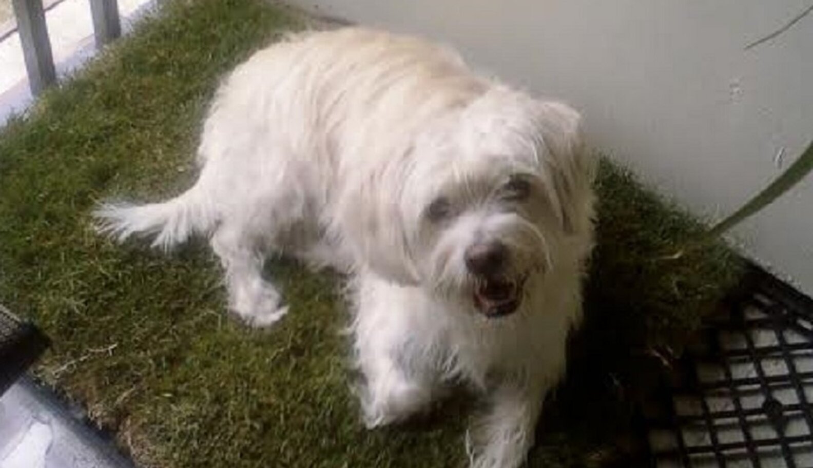 Losing a pet, bereavement groups and the Rainbow Bridge The Dodo