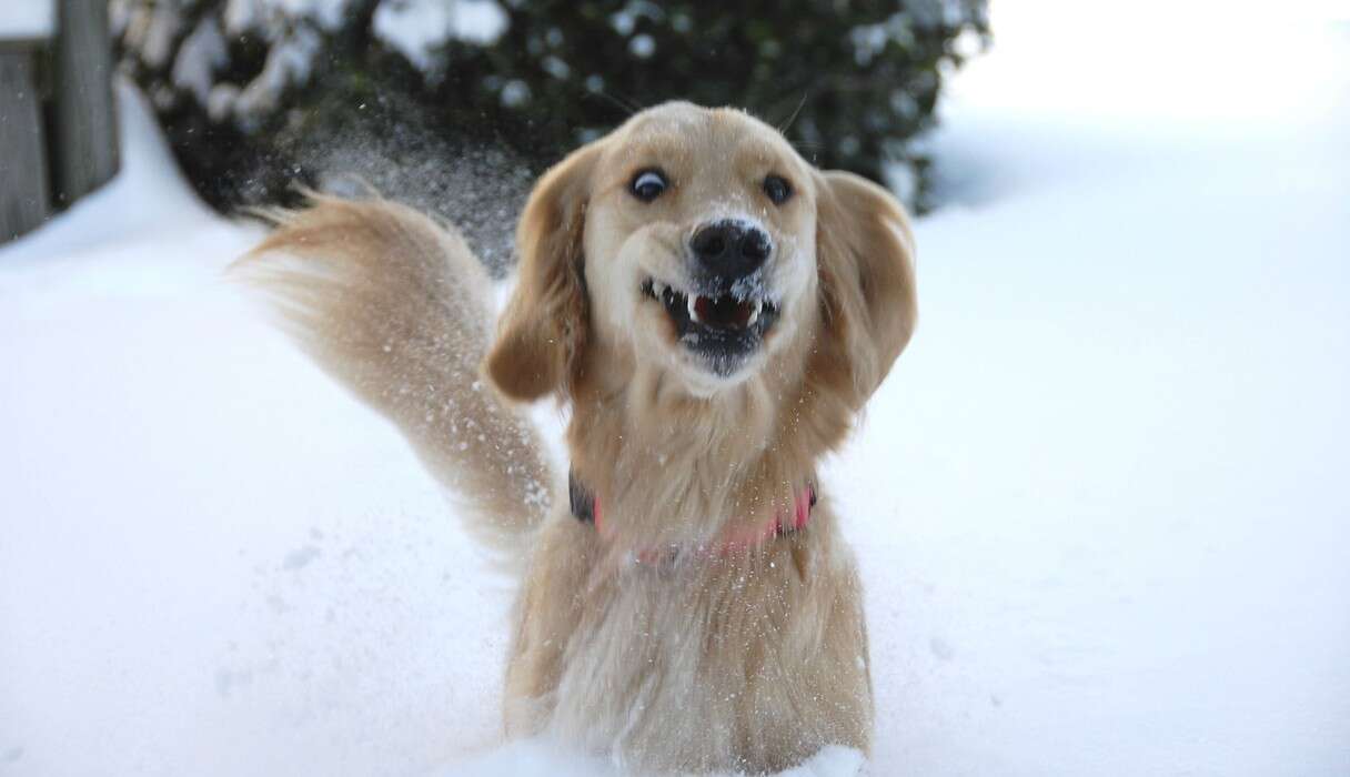 16 Dogs Who Are Experiencing Serious 'Snow-Face' Right Now - The Dodo