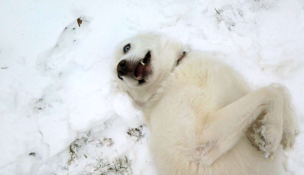 16 Dogs Who Are Experiencing Serious 'Snow-Face' Right Now - The Dodo