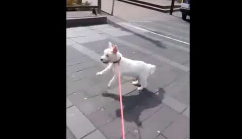 Dog dancing to music in sale street