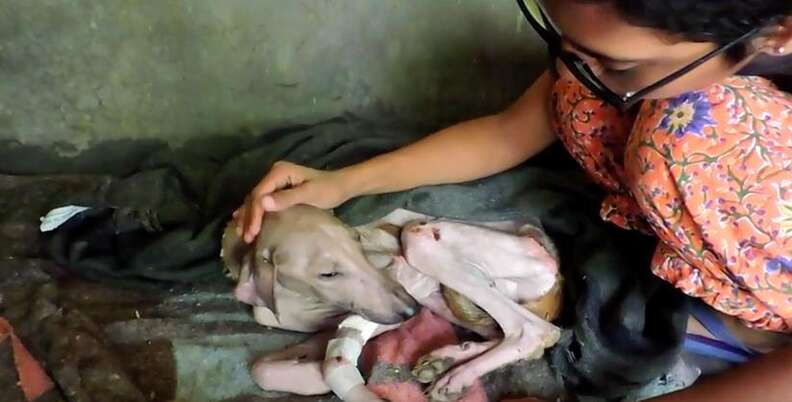 Starving Dog Has Incredible Transformation After A Little Love - The Dodo