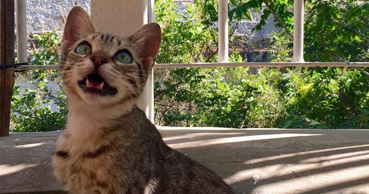 Why Do Cats Chirp? The Reason Behind Those Funny Noises The Dodo