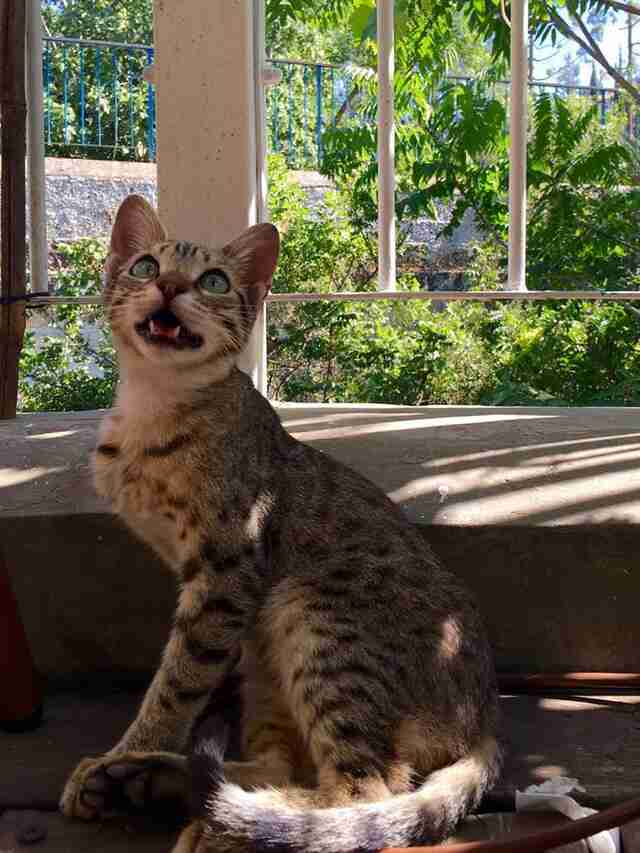 Why Do Cats Chirp The Reason Behind Those Funny Noises Why Do Cats Chirp The Reason Behind Those Funny Noises