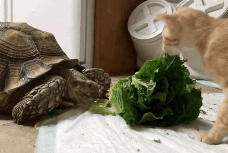 Cat Loves Lettuce As Long As His Tortoise Is Sharing It The Dodo