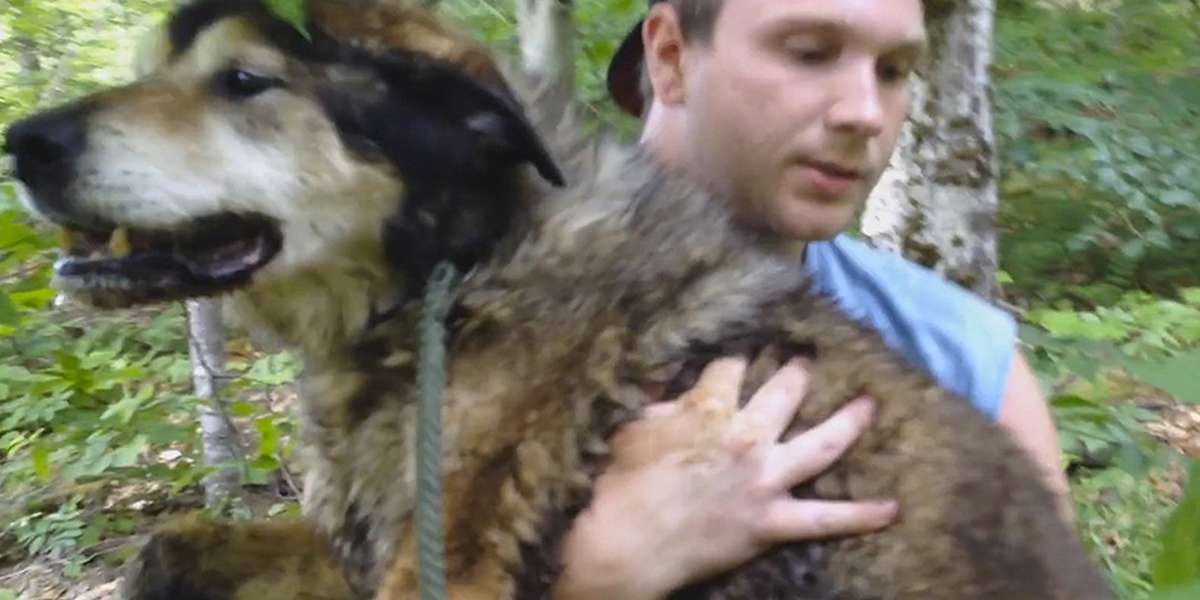 Rescuers Hike Deep Into The Woods To Find An Old, Scared Dog - The Dodo