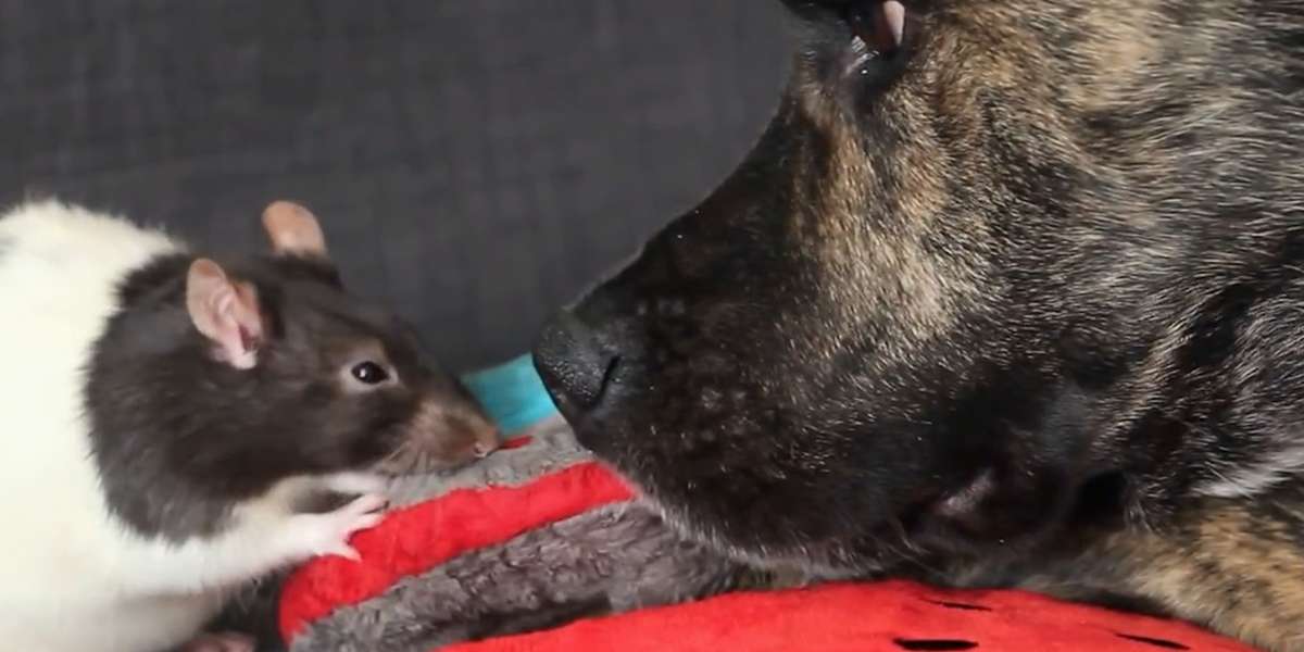 Dog And His Rat BFFs Do Everything Together - The Dodo