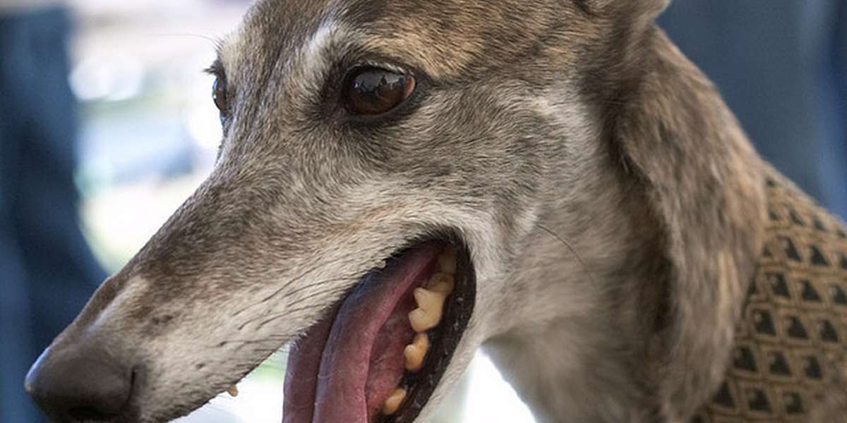 Greyhound Racing's Nationwide Implosion Just Got A Lot Worse The Dodo