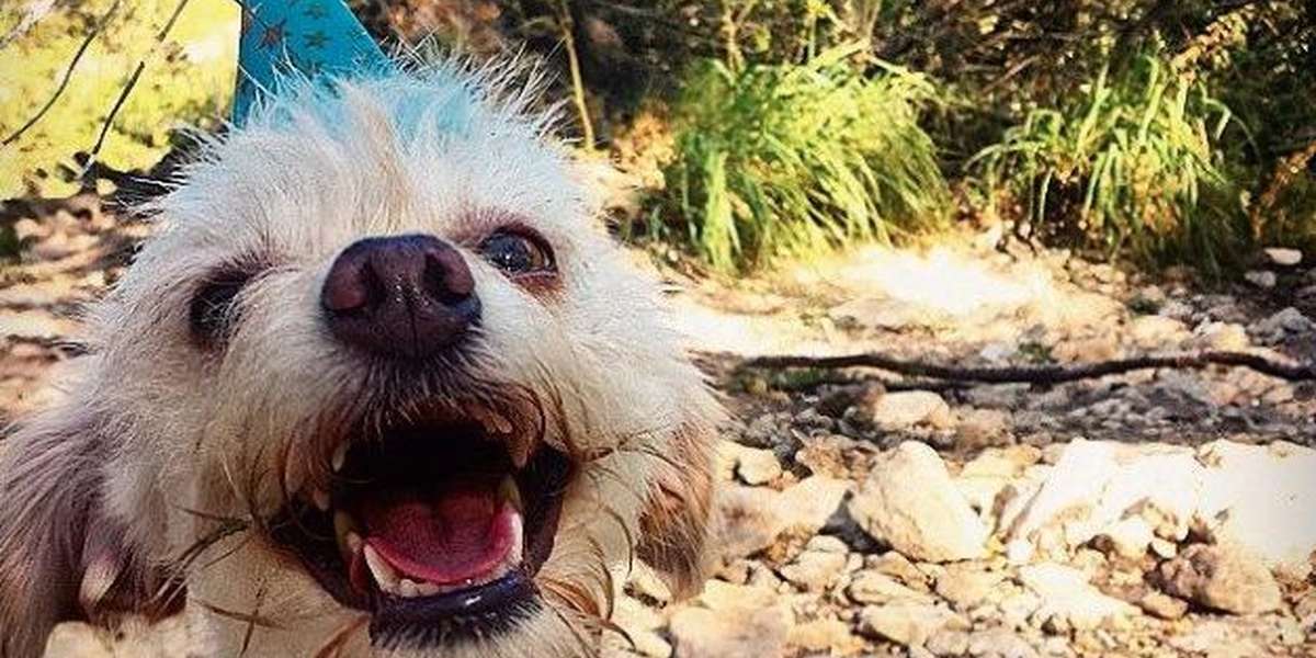 12 Happy Pets On Their Adoptiversaries - The Dodo
