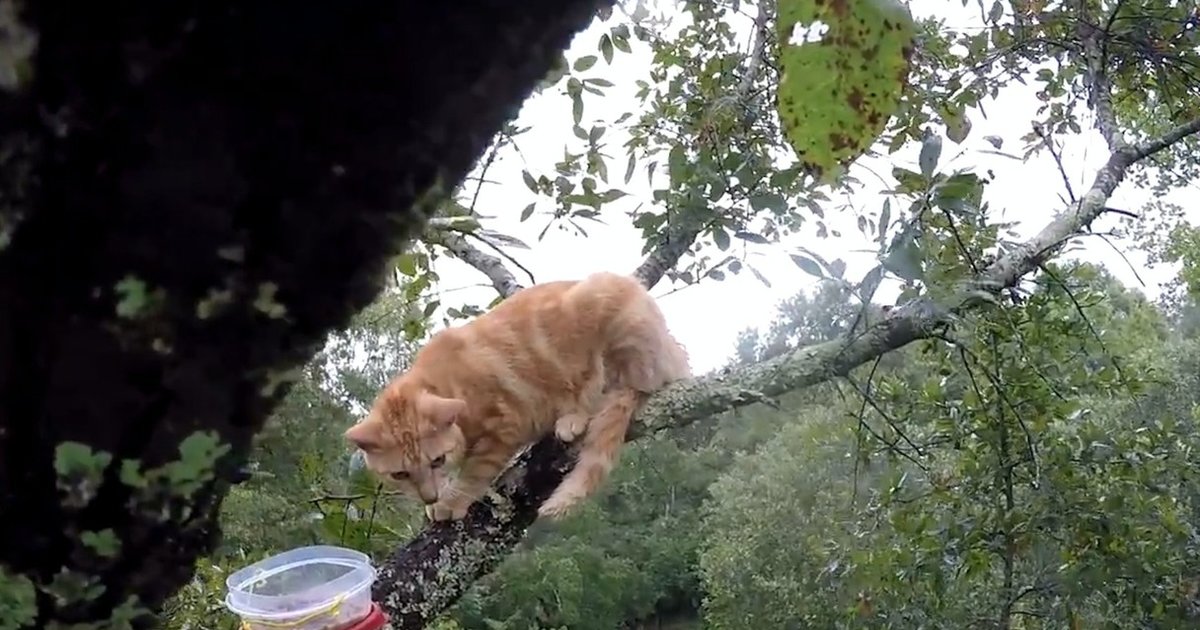 Cat Stuck In Tree During Louisiana Floods Finally Gets Rescued The Dodo