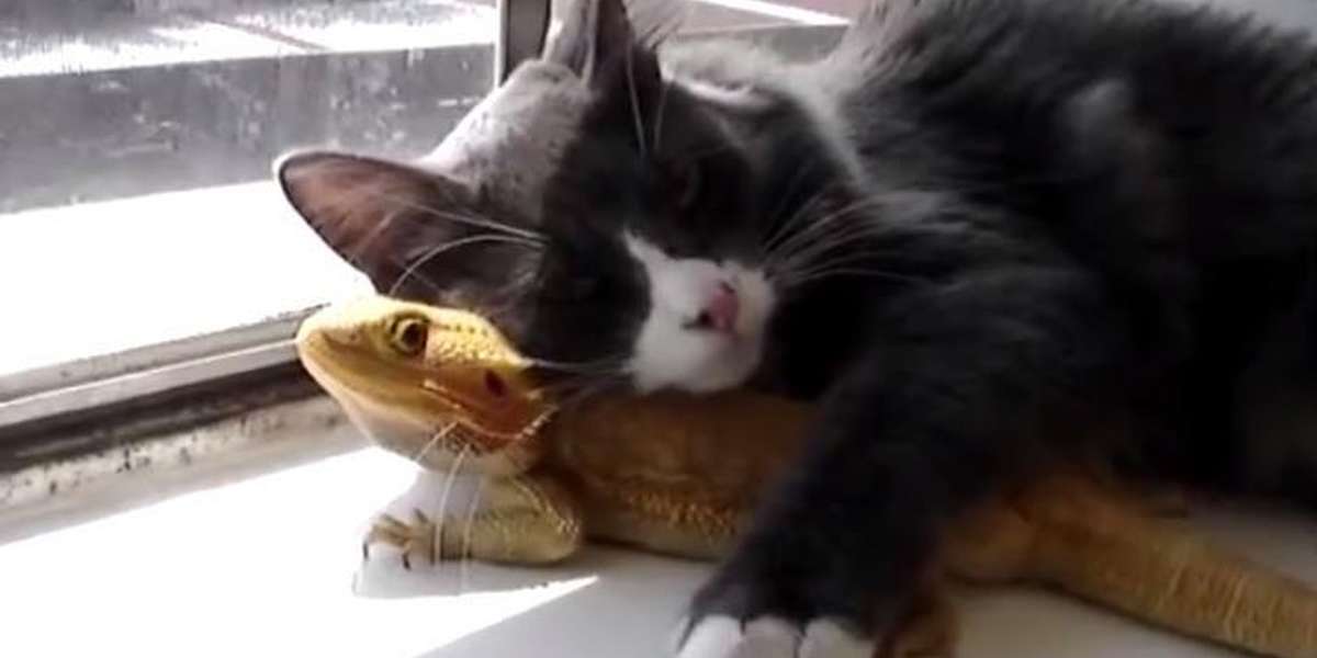 Cat Found A Lizard Friend And Is Totally Keeping Him - The Dodo