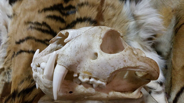 Ghastly Images Show What Wildlife Crime Really Looks Like The Dodo