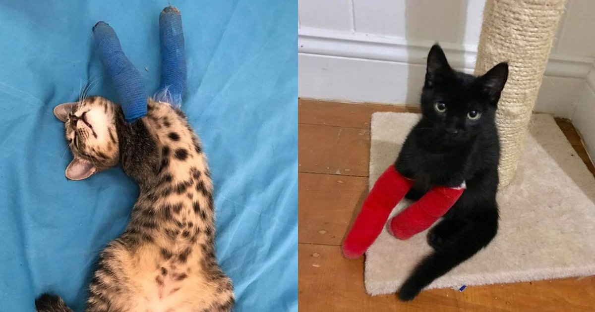 Kittens With 'Twisted' Legs Get The Tiniest Casts The Dodo