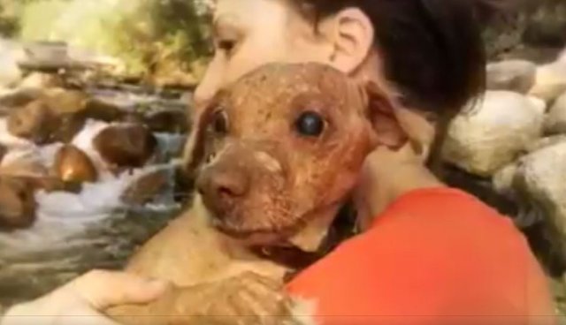 Blind Dog Who Was Kept In A Pantry Now Lives Like A King The Dodo