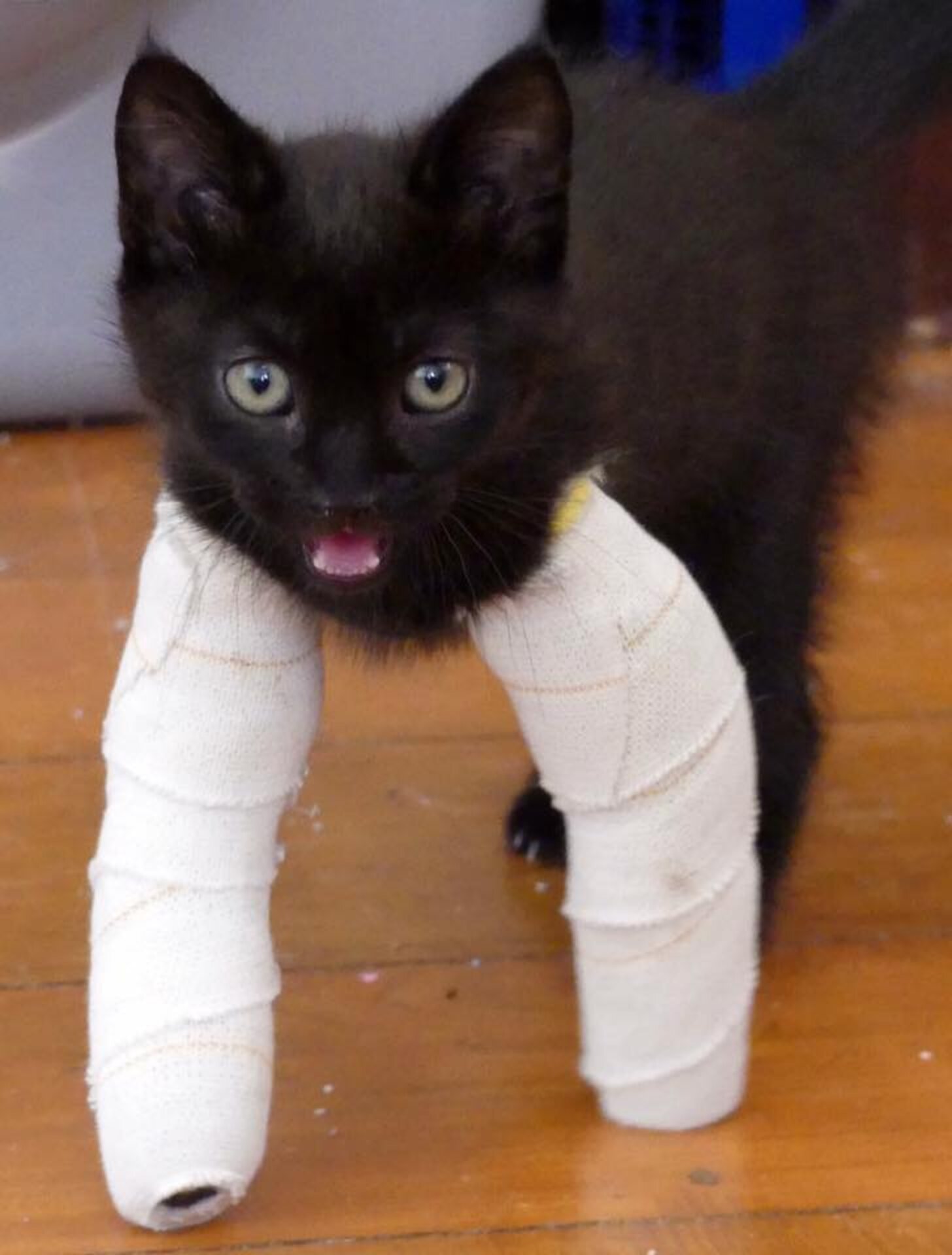 Kittens With 'Twisted' Legs Get The Tiniest Casts The Dodo