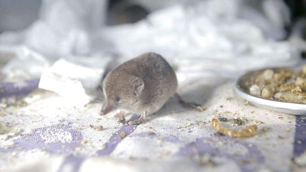 baby-shrews-eating-favourite-food-for-dinner-the-dodo