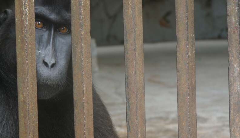 5 Reasons Why Zoo Animals In Malaysia Need Our Help - The Dodo 5 Reasons Why Zoo Animals In Malaysia Need Our Help - The Dodo