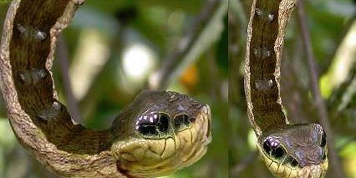 This May Look Like A Snake, But It's Actually An Animal In ...