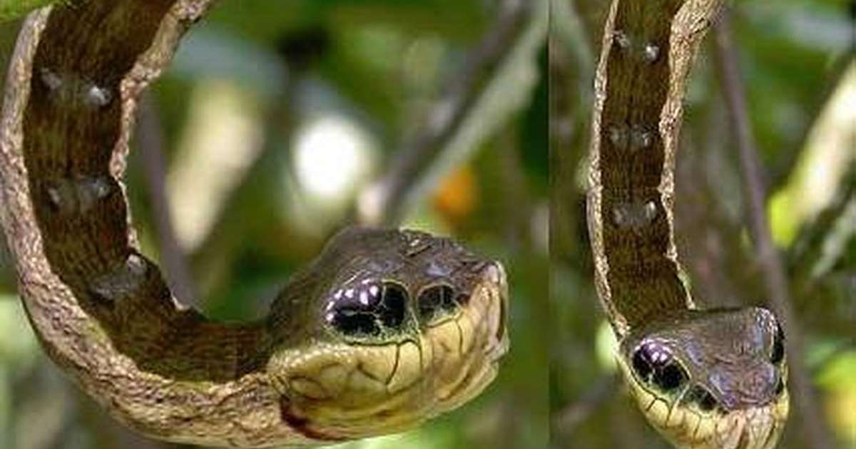 This May Look Like A Snake, But It's Actually An Animal In Disguise ...