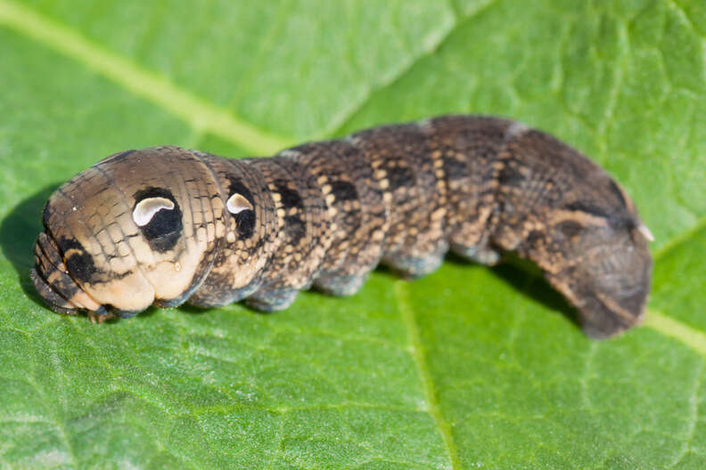 This May Look Like A Snake, But It's Actually An Animal In Disguise - The  Dodo