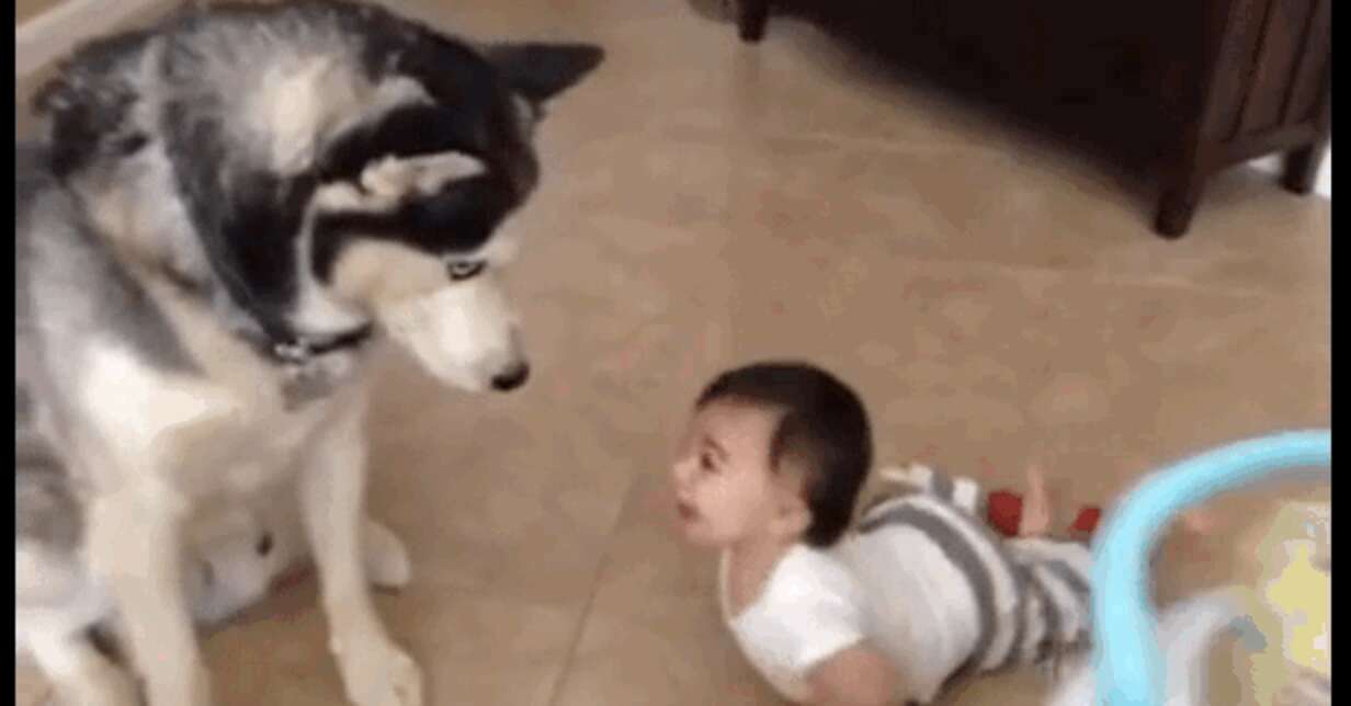 Frisky Husky Has Pouncy Playdate With Little Brother - The Dodo