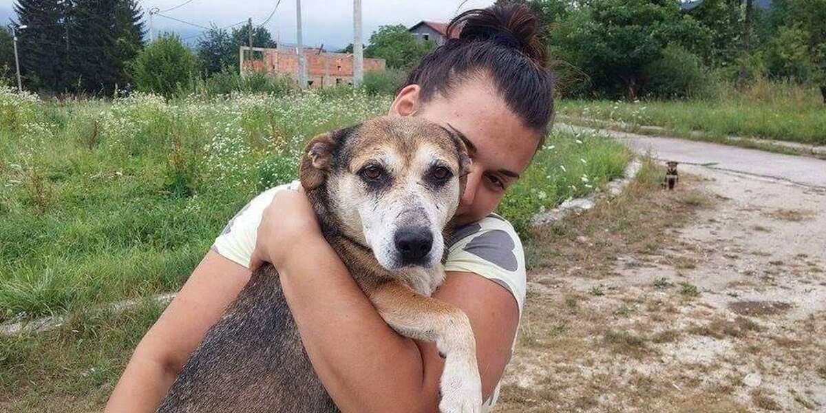 Desperate Mother Dog Stops Traffic, Leads Rescuers To Her Puppies - The ...