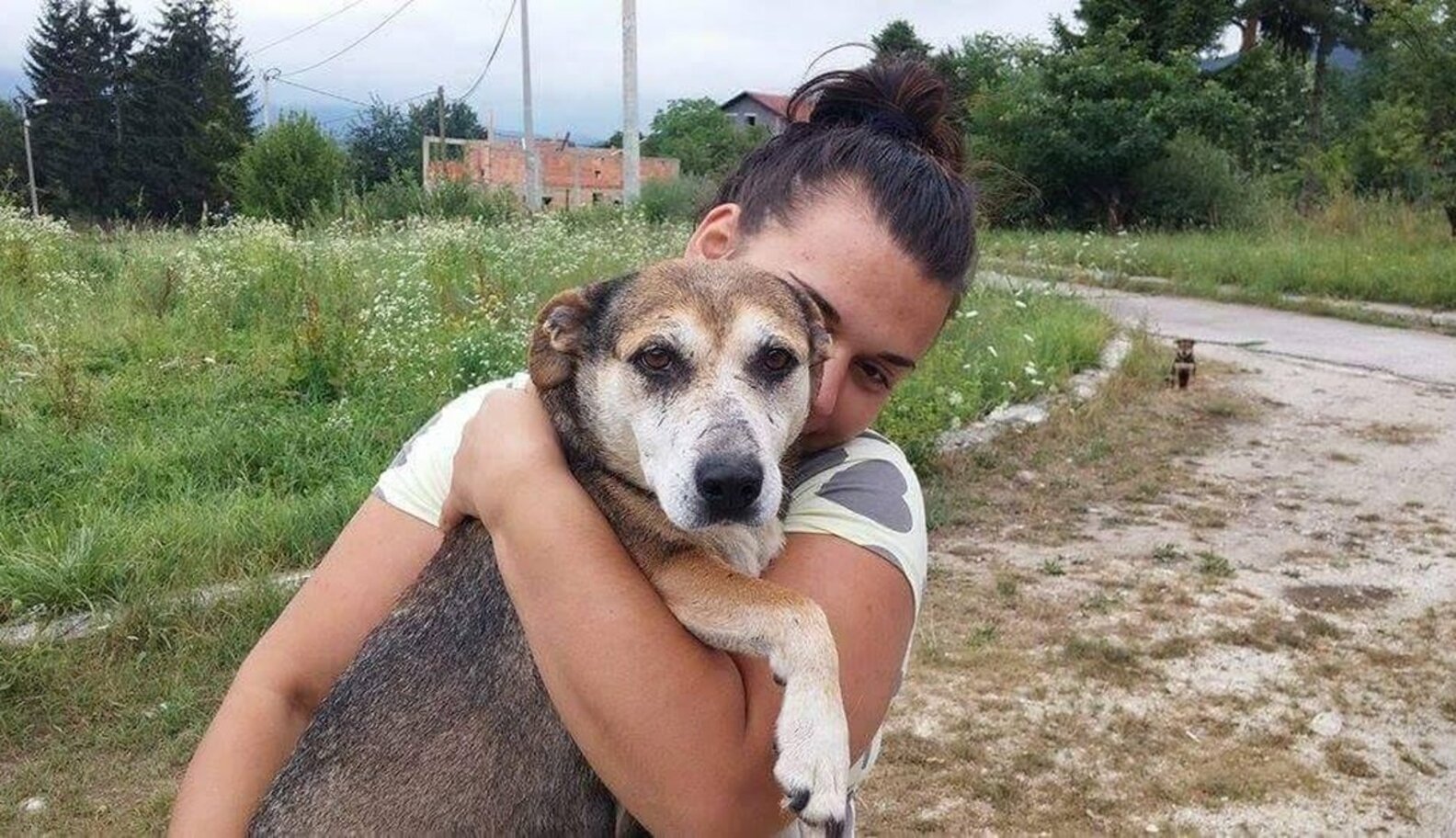Desperate Mother Dog Stops Traffic, Leads Rescuers To Her Puppies - The ...