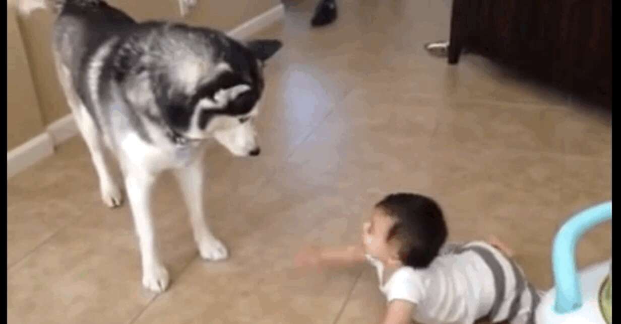 Frisky Husky Has Pouncy Playdate With Little Brother - The Dodo