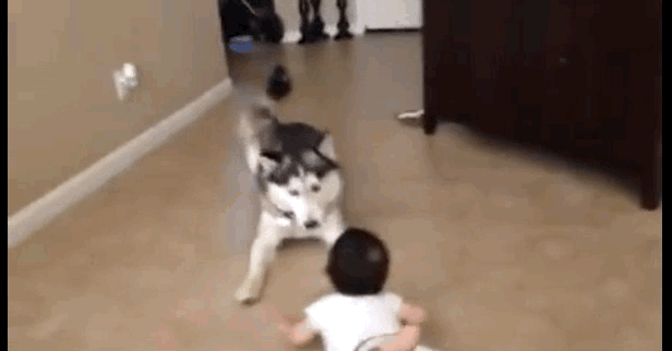 Frisky Husky Has Pouncy Playdate With Little Brother - The Dodo