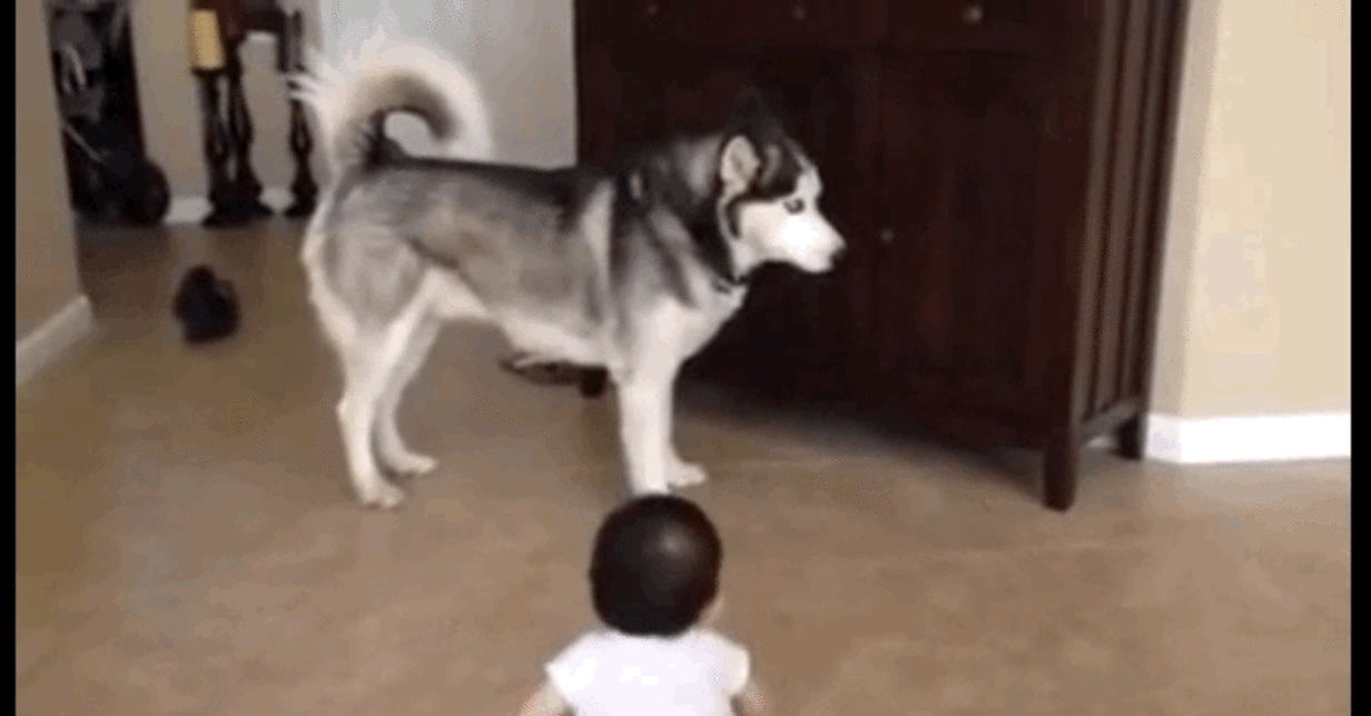 Frisky Husky Has Pouncy Playdate With Little Brother - The Dodo