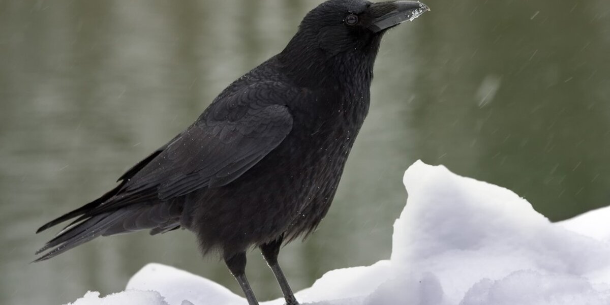 Crows Sledding Is This Crow Sledding Down A Snowy Roof For Fun? - The Dodo
