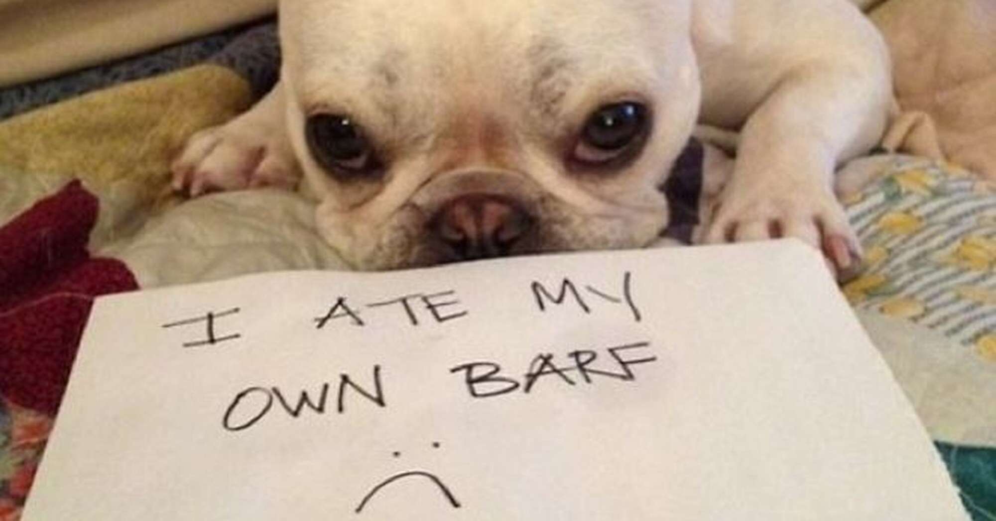 Can Dogs Make Themselves Vomit For Attention