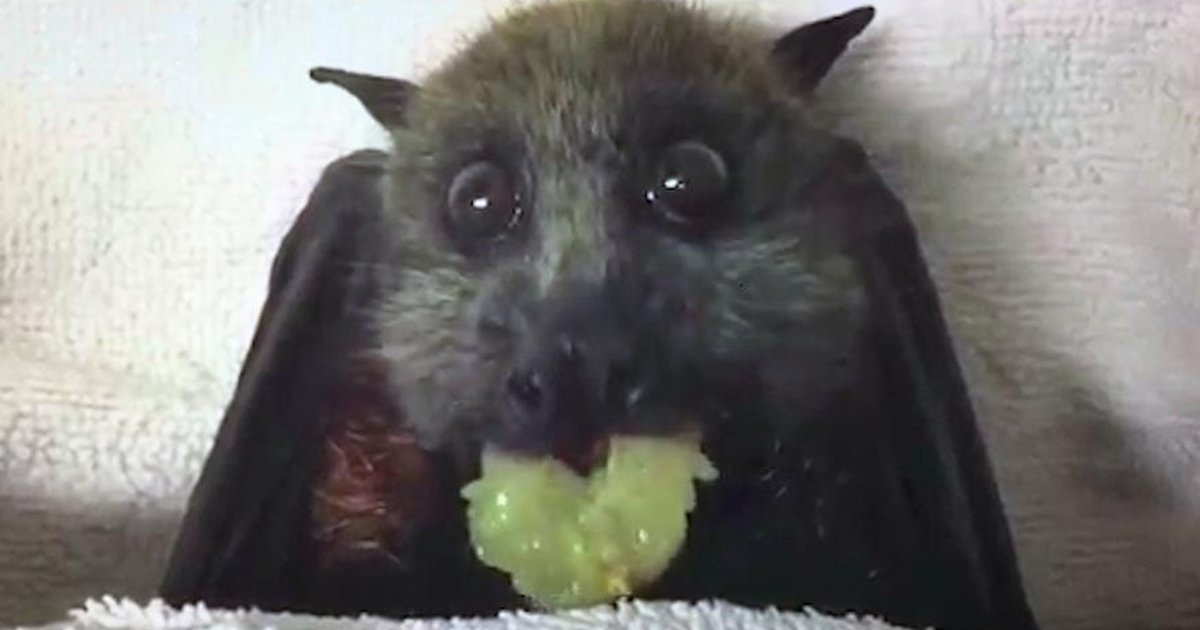 Pregnant Bat Refuses To Die So That Her Baby Can Grow Up Happy The Dodo