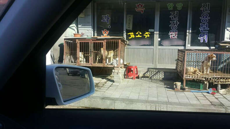 Dogs caged at a tonic shop in South Korea