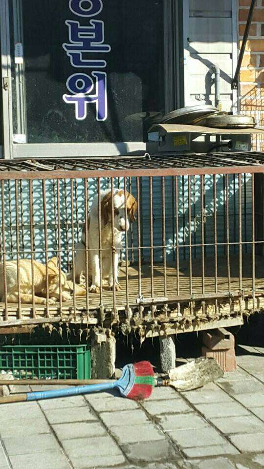 Dogs caged at a tonic shop in South Korea