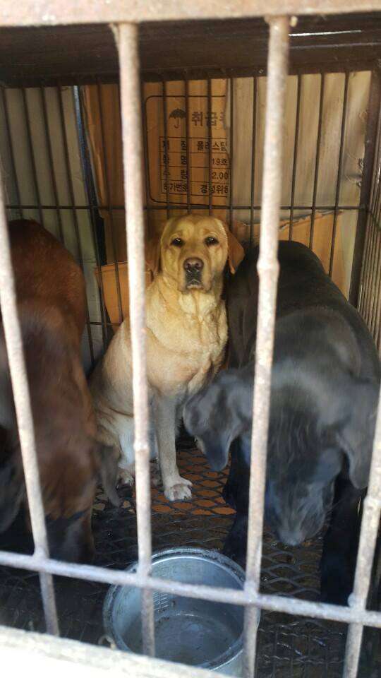 Dogs caged at a tonic shop in South Korea