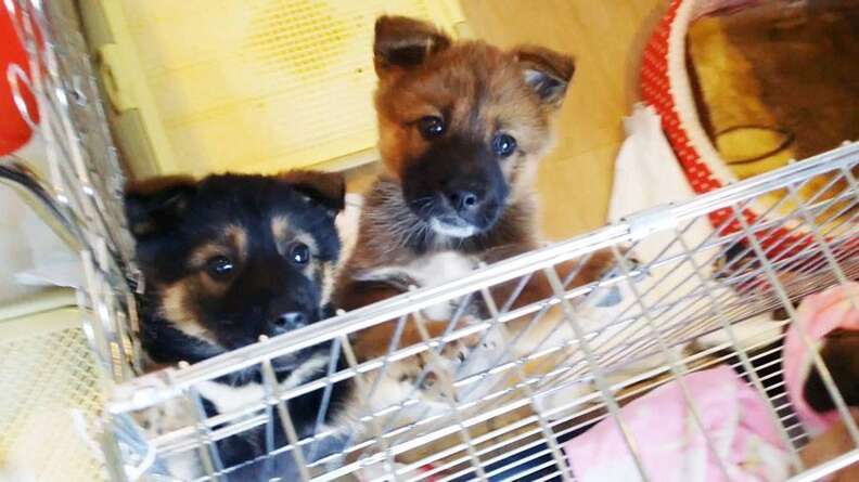 Jiho and Jino, two puppies rescued from a dog tonic shop in South Korea