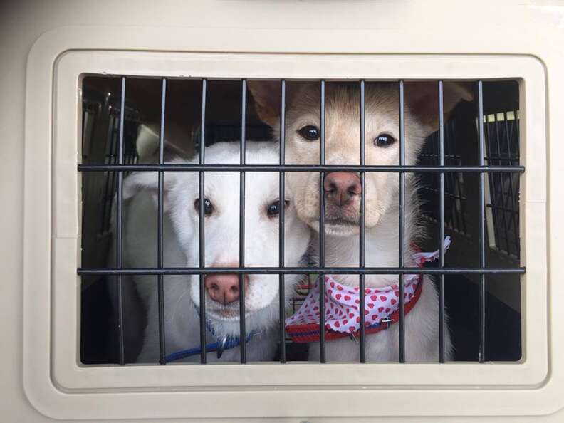 Two puppies rescued from a dog tonic shop in South Korea