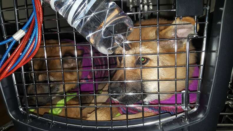 Two puppies rescued from a dog tonic shop in South Korea