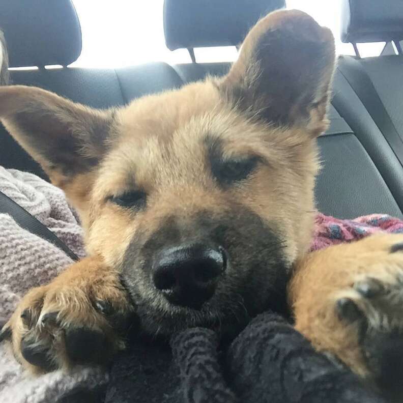 Jiho, a puppy rescued from a dog tonic shop in South Korea