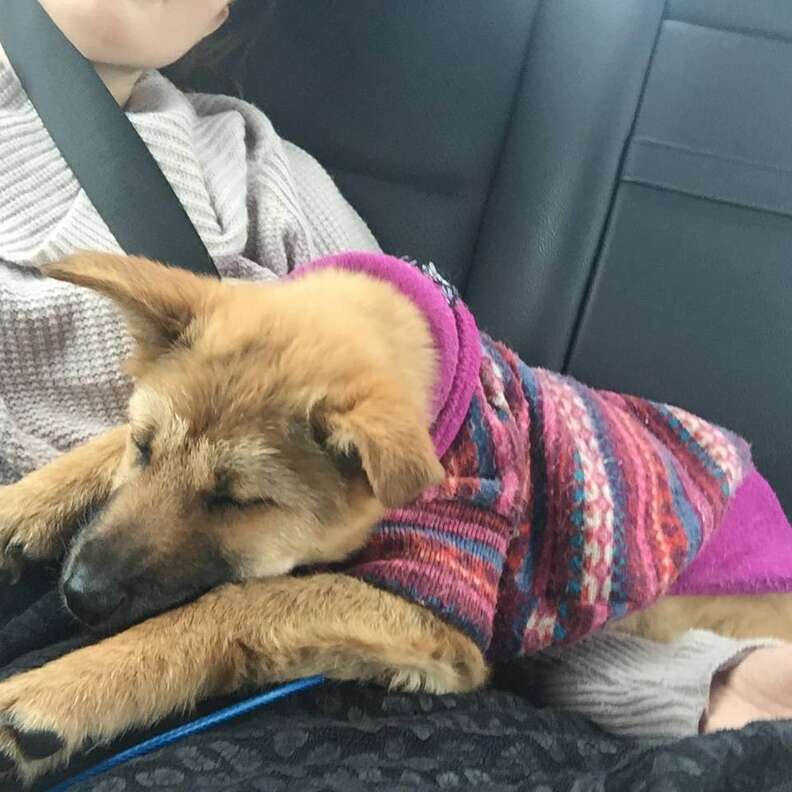 Jiho, a puppy rescued from a dog tonic shop in South Korea