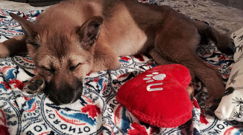 Jiho, a puppy rescued from a dog tonic shop in South Korea