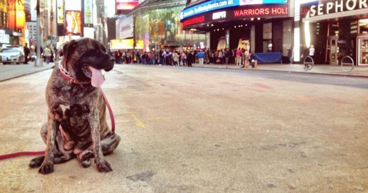 I Took My Dying Dog On A Bucket List Adventure The Dodo