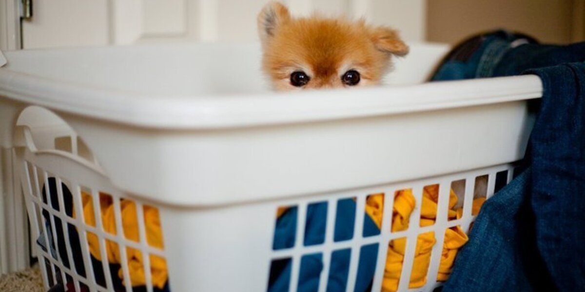 19 Helpful Pets Who Love Laundry Day - The Dodo