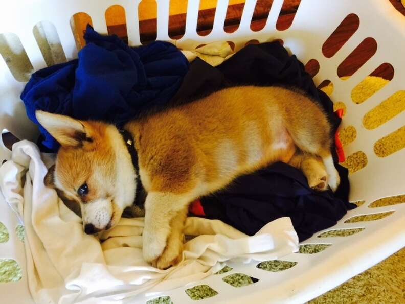 19 Helpful Pets Who Love Laundry Day - The Dodo