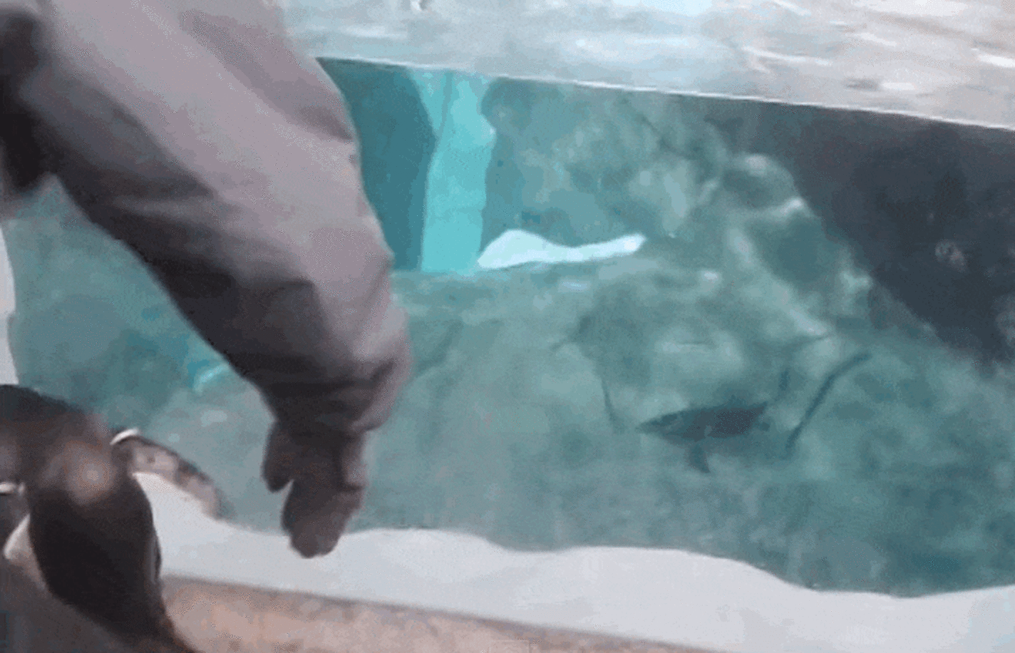Dramatic Video Shows Penguin Escaping Her SeaWorld Tank - The Dodo
