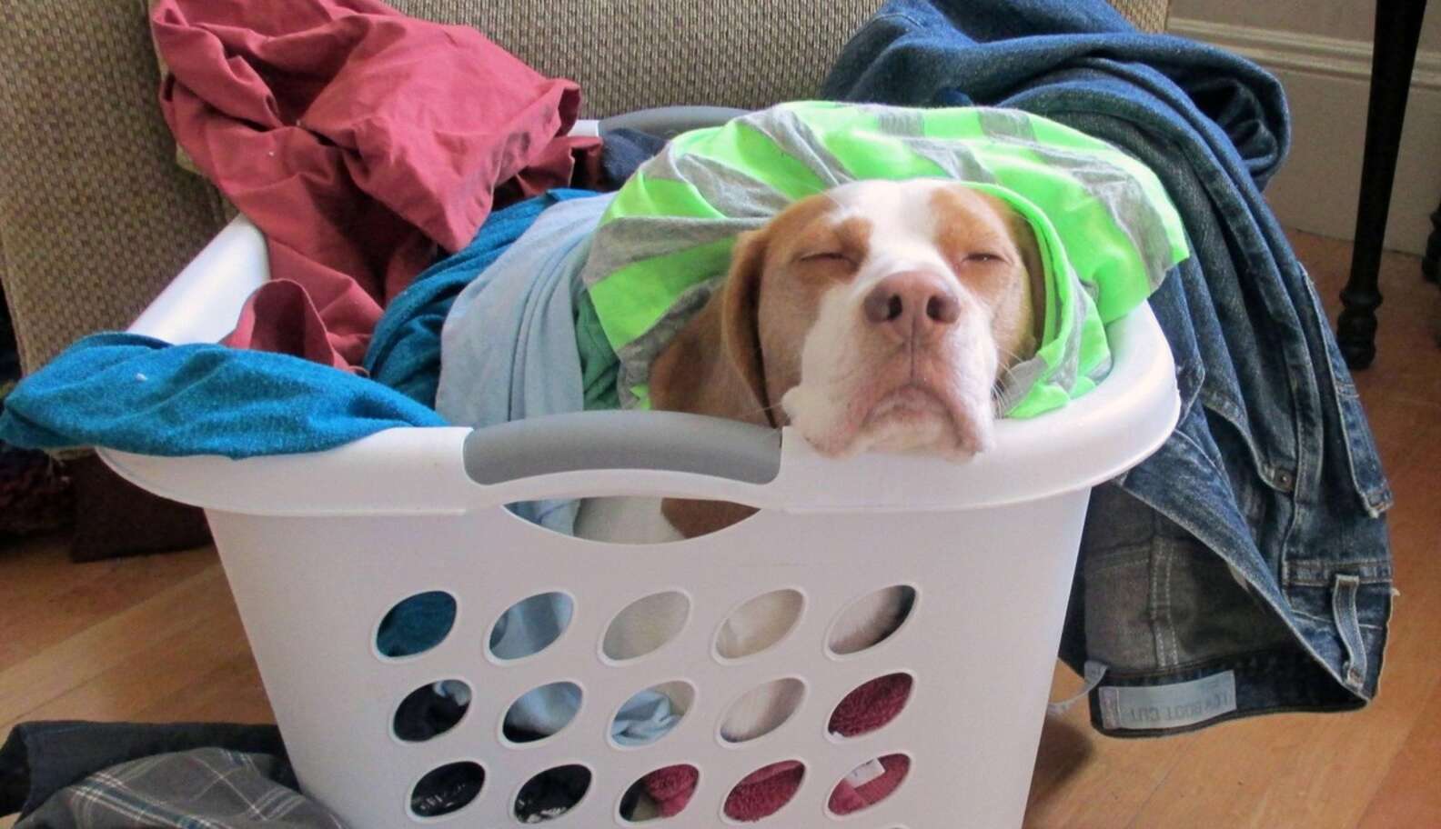 19 Helpful Pets Who Love Laundry Day - The Dodo