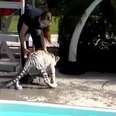 Zoo That Forces Tigers To Swim Thinks It's OK To Hit Animals